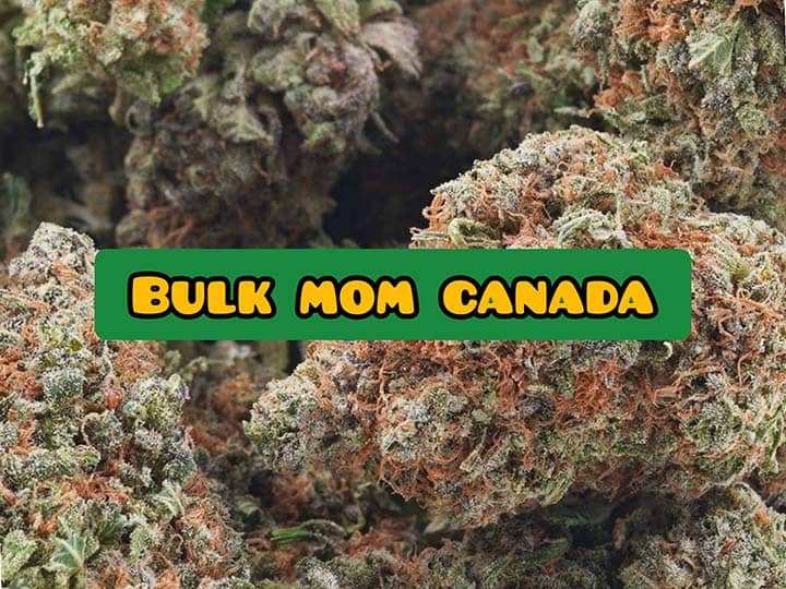bulk mom canada