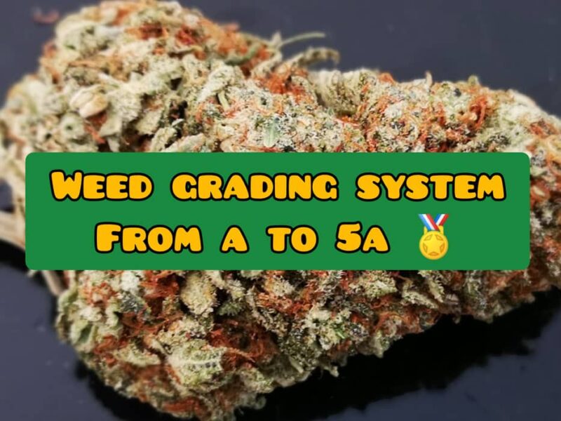 Cannabis-Weed-grading-system-AAAA