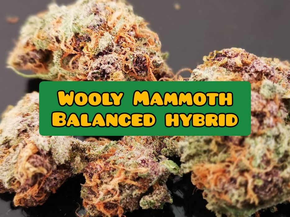 wooly mammoth weed review