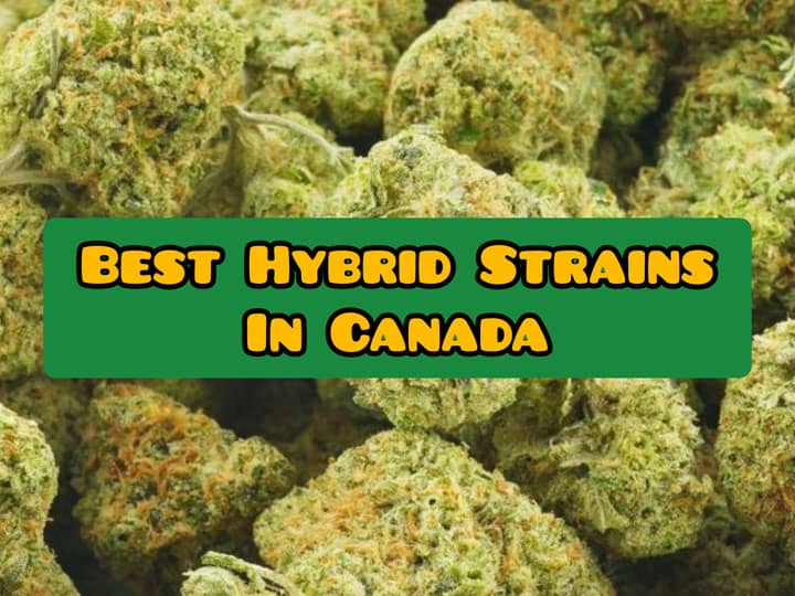 best hybrid strains in canada