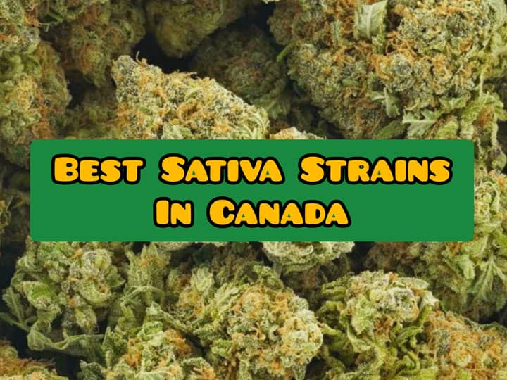 best sativa weed strains in canada