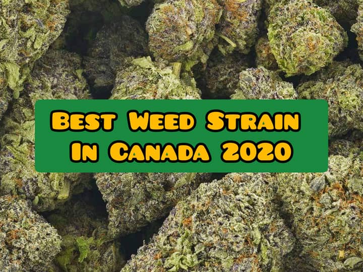 best weed strain canada