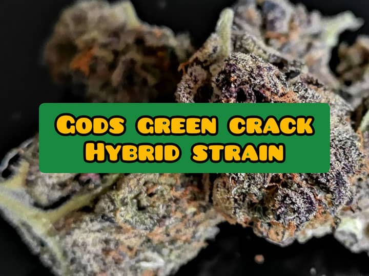 gods green crack weed strain review