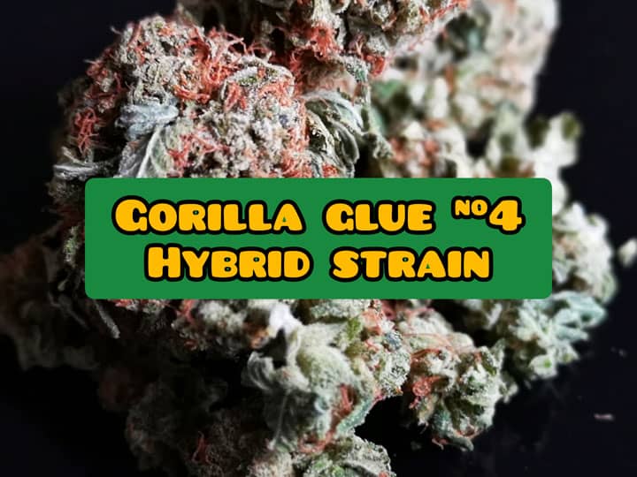 gorilla glue 4 strain review