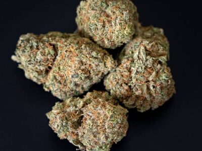 Description for productive cannabis feminized plant Godfather OG