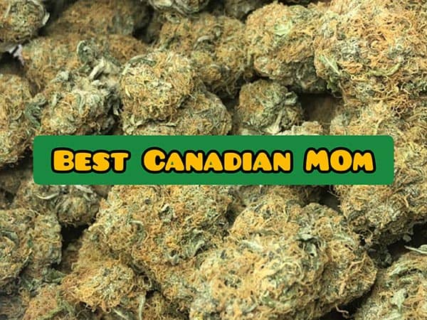 best MOM canada