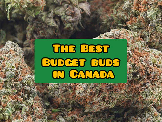 best budget buds canada
