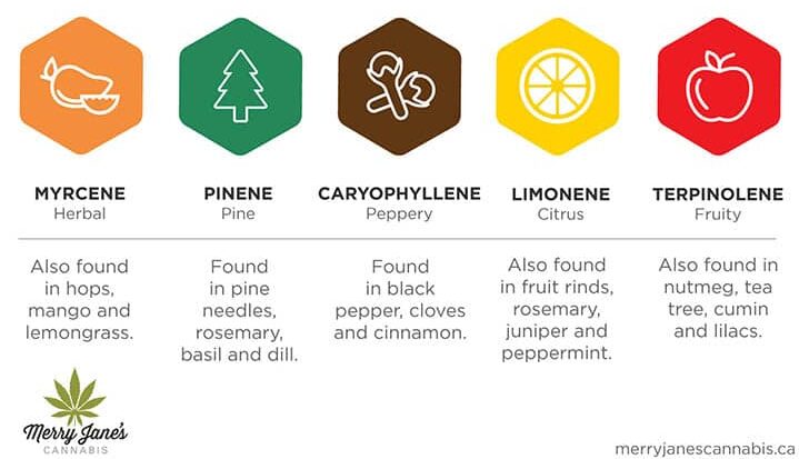 terpenes in cannabis